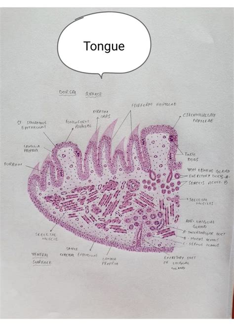 Histology of Tongue in 2023 | Histology slides, Human anatomy and ...