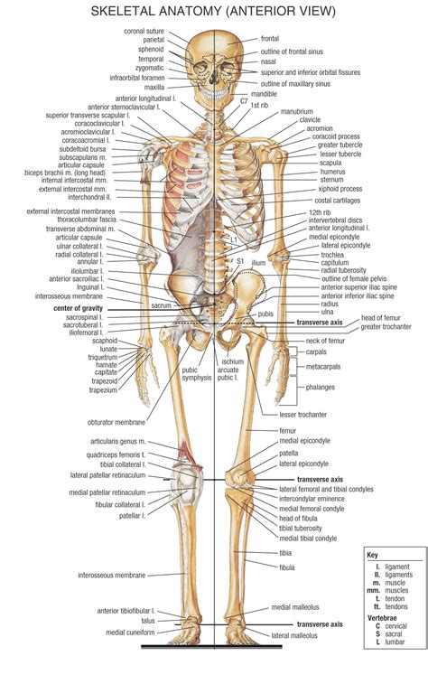 ANATOMY | PERSONAL TRAINING