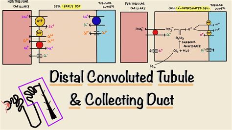 Proximal Convoluted Tubule Cells