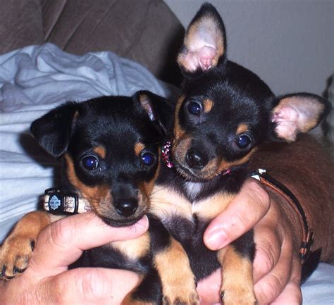 Chipin Dog (Miniature Pinscher-Chihuahua Mix) Info, Pictures, Puppies ...