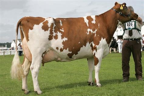 Ayrshire Cattle Info, Size, Lifespan, Uses, and Pictures