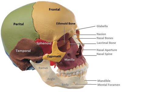 Anatomy Made Easy : Anterior View of Skull