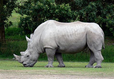 White Rhinoceros (Ceratotherium simum) | The white rhino is … | Flickr