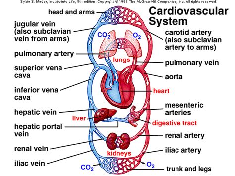 Cardiovascular System Diagram Labeled