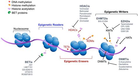 Cancers | Free Full-Text | Targeting Epigenetic Dependencies in Solid ...