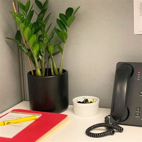 The 6 Best Plants for Cubicles, According to Plant Experts | The ...