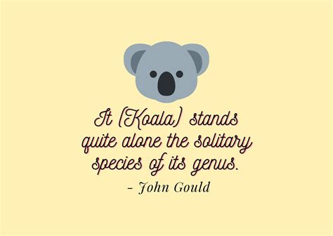 4 Beautiful Koala Quotes - QUOTEISH