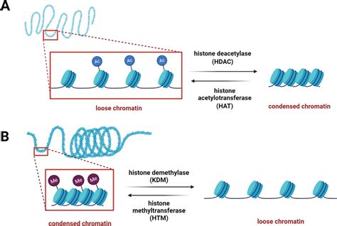 Enzyme families regulating acetylation (HDAC/HAT) and methylation ...