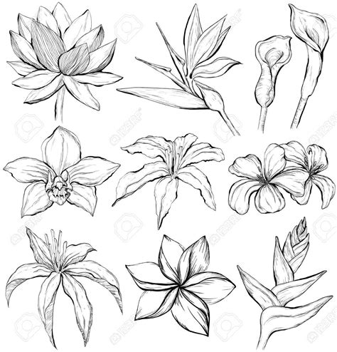 Tropical Flower Drawing at GetDrawings | Free download