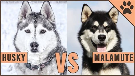 Alaskan Malamute vs Siberian Husky - Dog vs Dog - YouTube