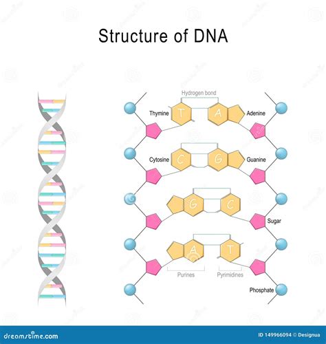 Simple Diagram Of The Structure Of Dna Structure Of Dna