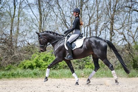 Dressage Horses | Warmblood Sales