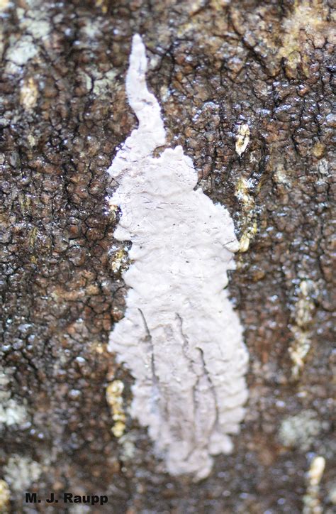 Lanternflies on the move: Spotted lanternfly, Lycorma delicatula — Bug ...