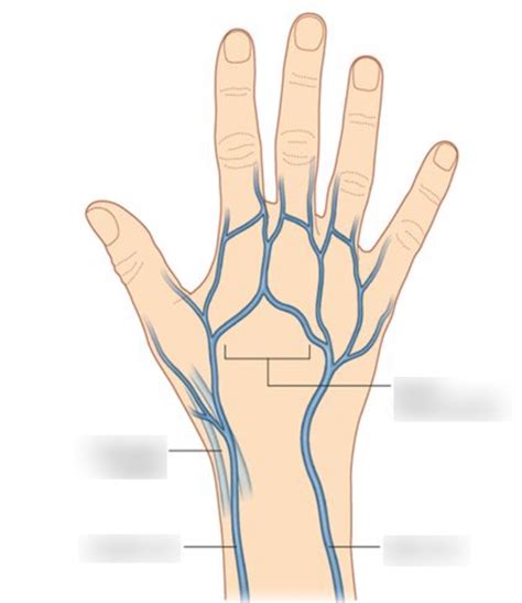 ArtStation Tendons And Major Veins Of The Hand | lupon.gov.ph