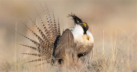 10 of North America's Most Endangered Birds