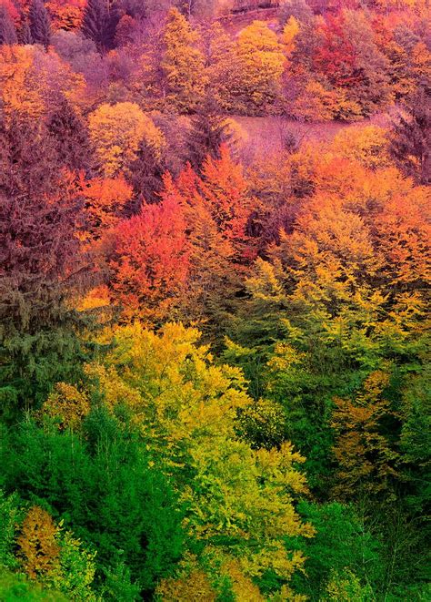 Inconveniencia con tiempo Soviético los colores del otoño Pez anémona ...