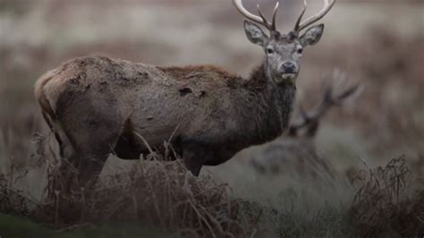 Scientists Warn 'Zombie Deer Disease' Could Jump to Humans