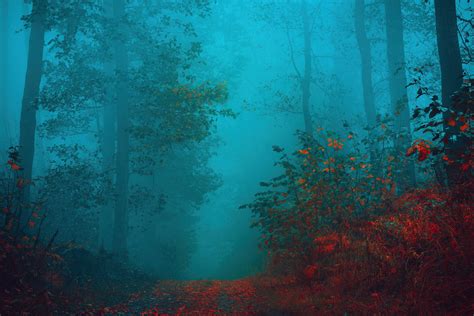 Walk in the misty forest on Behance