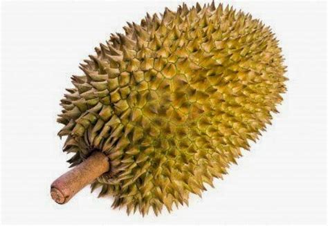 Manfaat dan khasiat buah durian | Semua Artikel Kesehatan