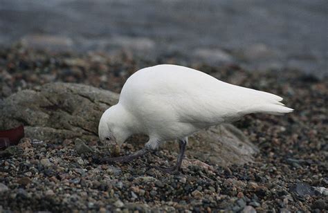 Top 10 Spectacular Birds of Antarctica | HubPages