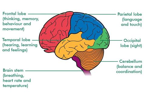 How many parts is the human brain divided into? Is one of the parts the ...