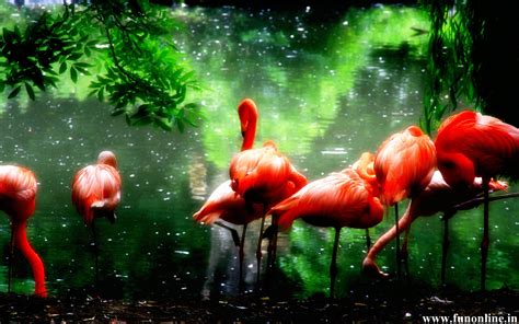 Pink Flamingo Wallpaper - WallpaperSafari