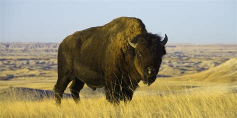 Bow Down to Our Country's 50 State Animals | Badlands, Badlands ...