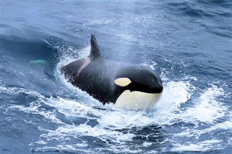 Killer whale – Australian Antarctic Program