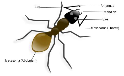 Ant Anatomy Diagram - Learn about the body parts of ants