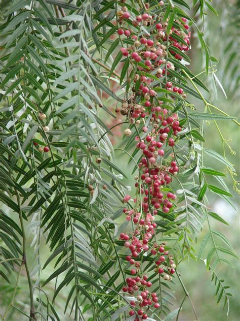 Using California Pepper Tree Leaves | Pat Welsh Organic and Southern ...