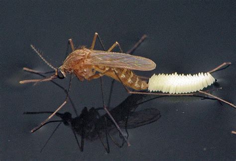 southern house mosquito - Culex quinquefasciatus Say