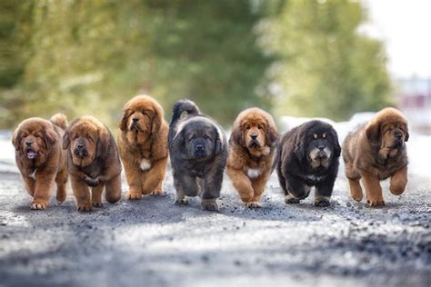 Tibetan Mastiff Puppies For Sale - AKC PuppyFinder