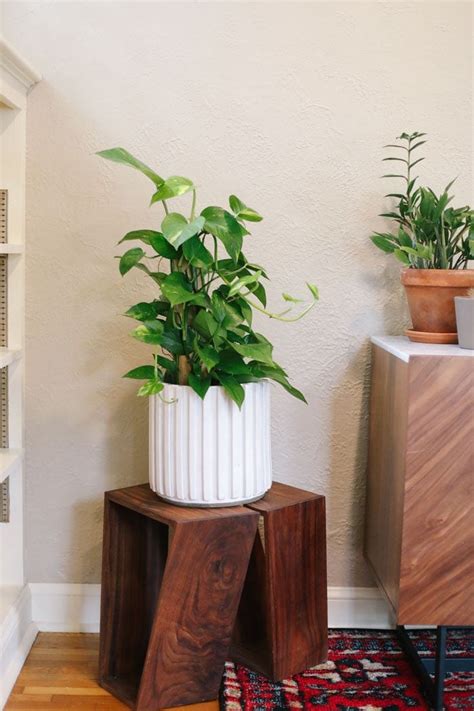 Best Indoor Plants for Beginners - Fit Foodie Finds