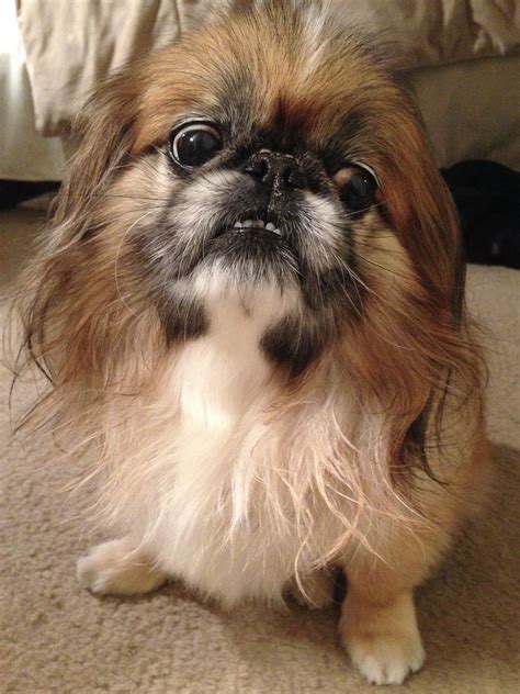 Pin by aabonyi on Pups Rock | Pekingese dogs, Pekingese, Dogs