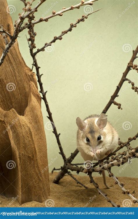 African Spiny Mouse is Washed Stock Photo - Image of pastel, acomys ...