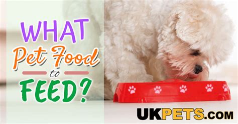 Is Organic Pet Food Really the Best Choice for Pets? | UK Pets