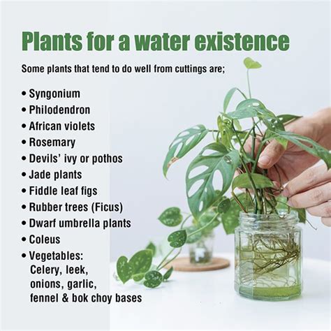 Plants for growing in water – About The Garden Magazine