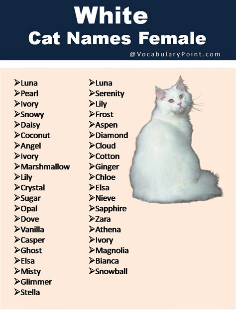 150+ Fluffy White Cat Names : Cute, Funny and Best - Vocabulary Point