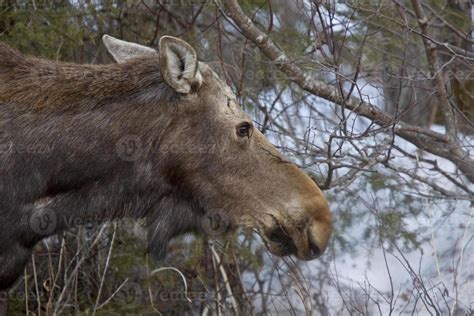 Moose in Winter 6027146 Stock Photo at Vecteezy