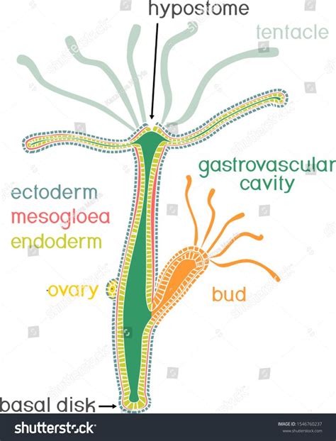 Hydra Cnidaria Diagram