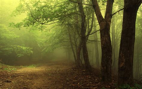 🔥 Free Download Foggy Forest Wallpaper Pictures by @jhernandez ...