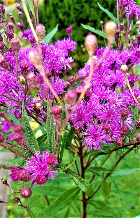 Pin by Zenonas Kumetaitis on Alpinarium | Garden, Plants, Vernonia