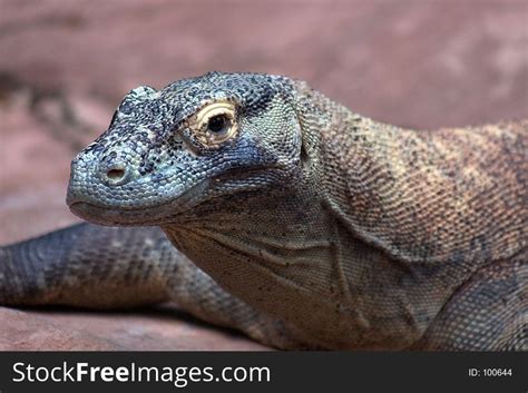 Nile Monitor Lizard - Free Stock Images & Photos - 100644 ...