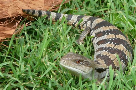 Australian Blue Tongue Lizard! | Australia animals, Australian native ...