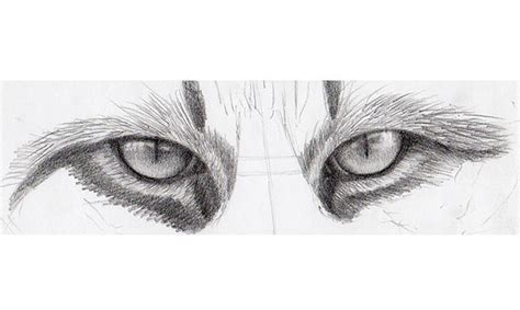 How to Draw Cat Eyes That Look Real | Craftsy