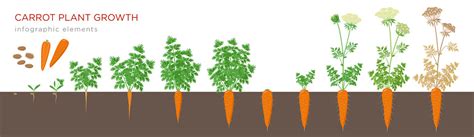 Carrot Plant Growth Stages Infographic Elements Growing Process Of ...