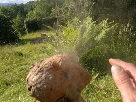 Puffballs – Identification, Distribution, Edibility – Galloway Wild Foods