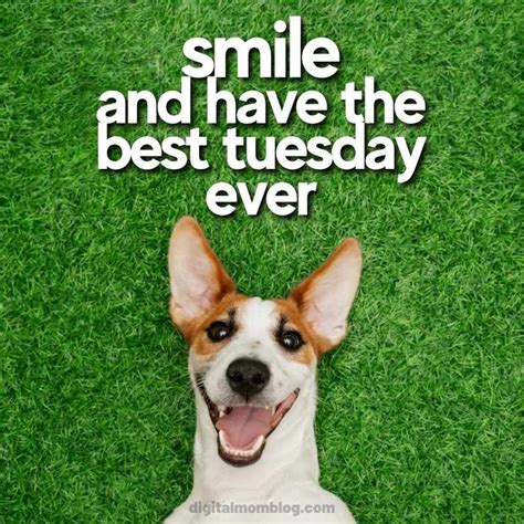 tuesday dog meme Happy Tuesday Meme, Tuesday Quotes Funny, Wednesday ...