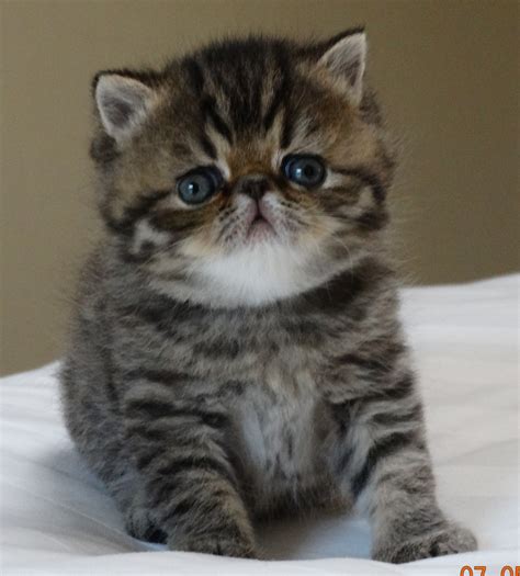 14+ Exotic Shorthair Cat Breeds - Furry Kittens