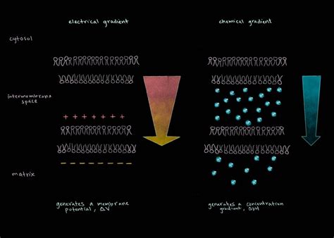 Electrochemical Gradient — Squid Ink Illustration